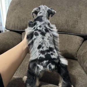 Meet Our Beautiful Merle Female Miniature Schnauzer Puppy 🐾💕 - Image 3