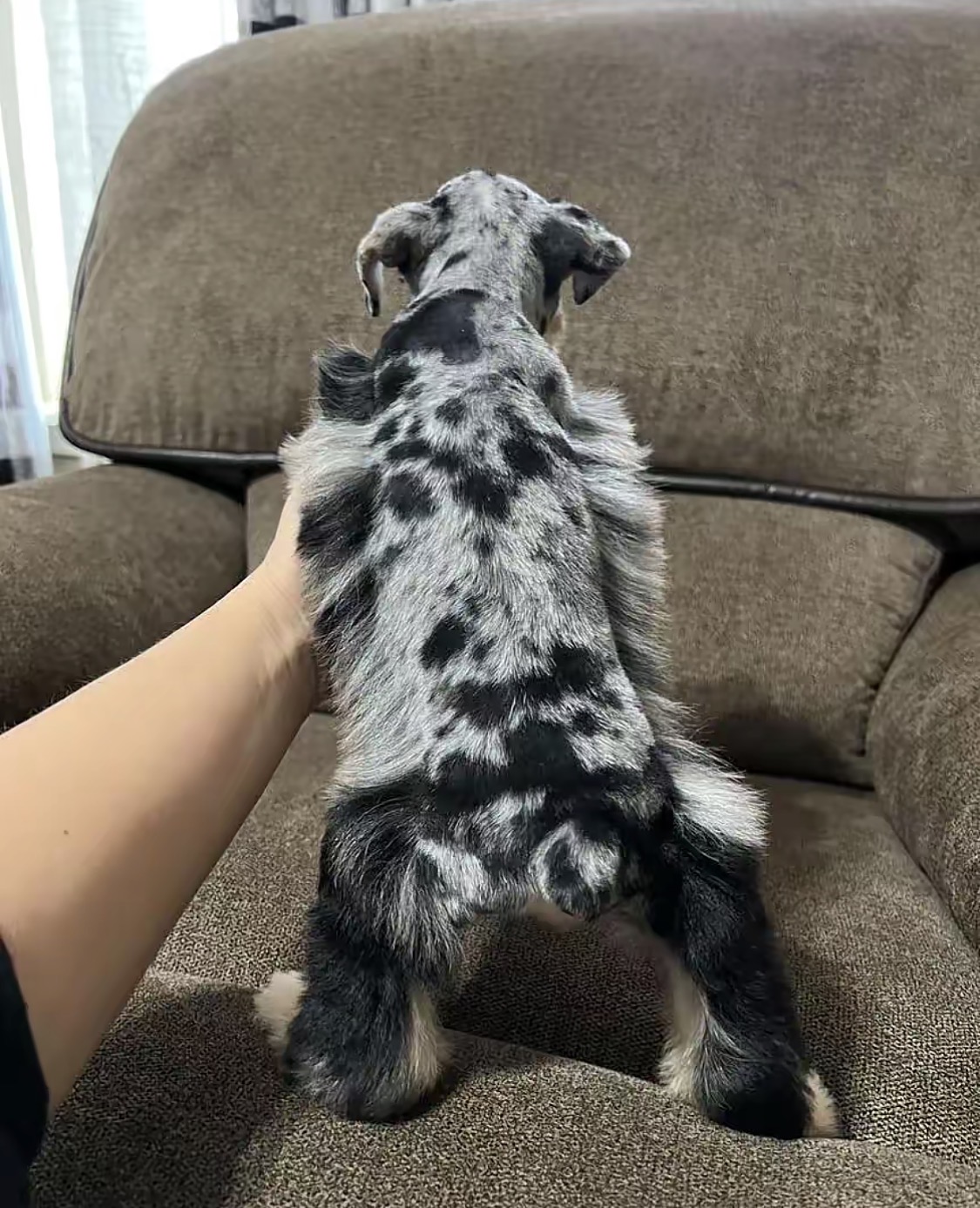 Meet Our Beautiful Merle Female Miniature Schnauzer Puppy 🐾💕 - Image 3