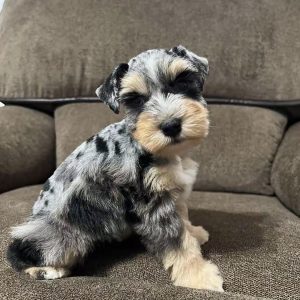 Meet Our Beautiful Merle Female Miniature Schnauzer Puppy 🐾💕 - Image 5