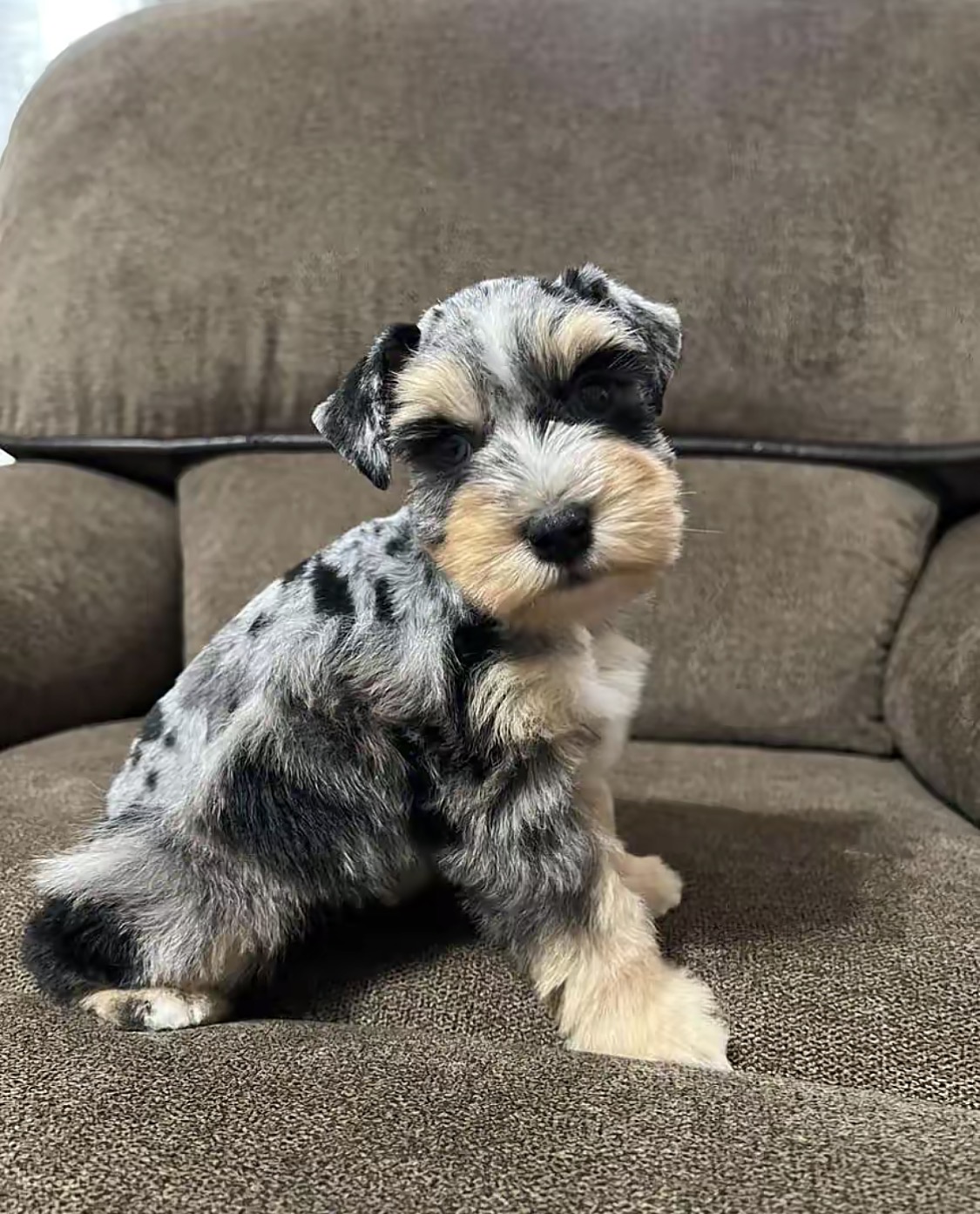 Meet Our Beautiful Merle Female Miniature Schnauzer Puppy 🐾💕 - Image 5