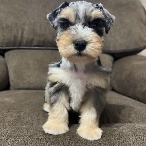 Meet Our Beautiful Merle Female Miniature Schnauzer Puppy 🐾💕 - Image 4