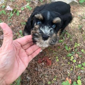 Meet Max – Dark Chocolate and White Miniature Schnauzer Puppy with Blue Eyes