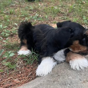 Meet Max – Dark Chocolate and White Miniature Schnauzer Puppy with Blue Eyes - Image 4