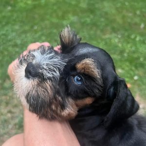 Meet Max – Dark Chocolate and White Miniature Schnauzer Puppy with Blue Eyes - Image 3