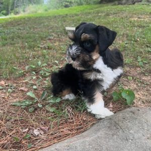 Alternative view of Meet Max – Dark Chocolate and White Miniature Schnauzer Puppy with Blue Eyes