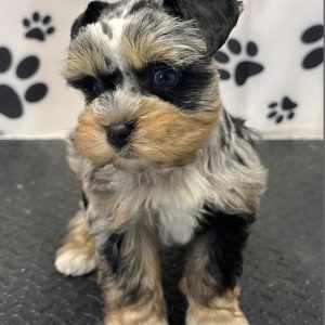 Meet Our Merle Miniature Schnauzer Boy with Stunning Blue Eyes! 🐾💙 - Image 3