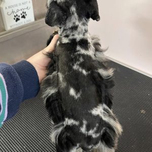 Meet Our Merle Miniature Schnauzer Boy with Stunning Blue Eyes! 🐾💙 - Image 4