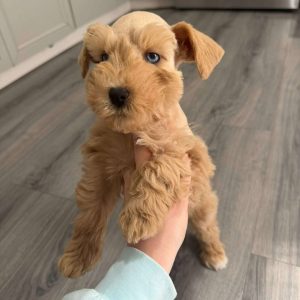 Liver Tan Miniature Schnauzer Puppy – Blue-Eyed Female