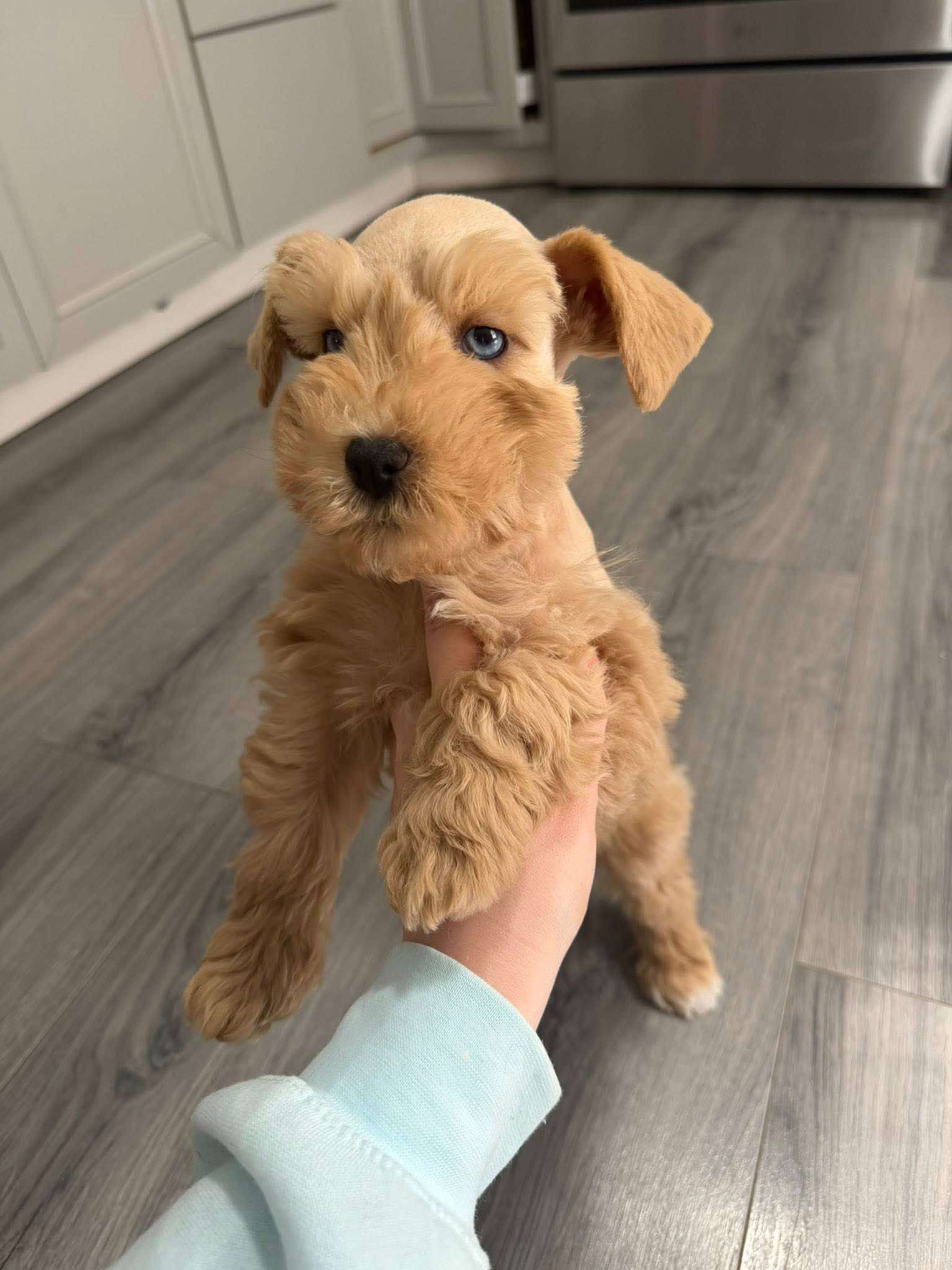 Liver Tan Miniature Schnauzer Puppy – Blue-Eyed Female
