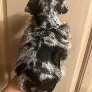 Alternative view of Meet Our Merle Miniature Schnauzer Boy with Stunning Blue Eyes! 🐾💙
