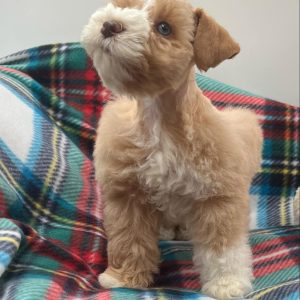 Meet Mickey – Our Beautiful Liver and White Miniature Schnauzer Girl 🐾💕