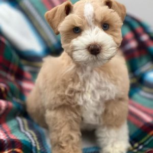Meet Mickey – Our Beautiful Liver and White Miniature Schnauzer Girl 🐾💕 - Image 3