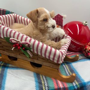 Meet Mickey – Our Beautiful Liver and White Miniature Schnauzer Girl 🐾💕 - Image 4