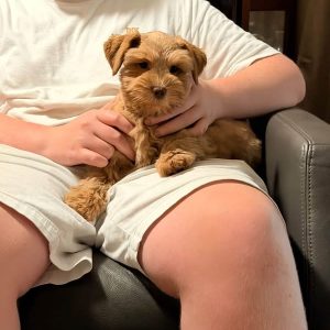 Meet Our Handsome Liver Tan Male Miniature Schnauzer Puppy 🐾🤎 - Image 4