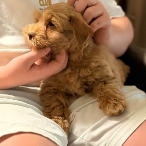 Meet Our Handsome Liver Tan Male Miniature Schnauzer Puppy 🐾🤎 - Image 3
