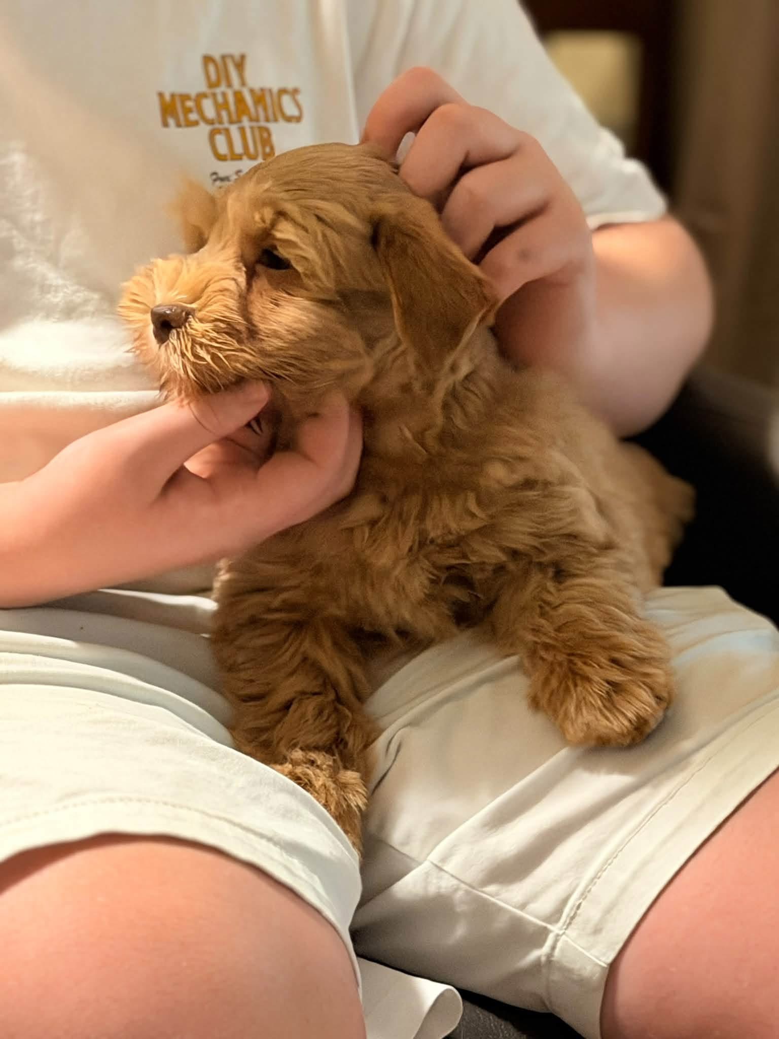 Meet Our Handsome Liver Tan Male Miniature Schnauzer Puppy 🐾🤎