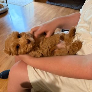 Meet Our Handsome Liver Tan Male Miniature Schnauzer Puppy 🐾🤎 - Image 5