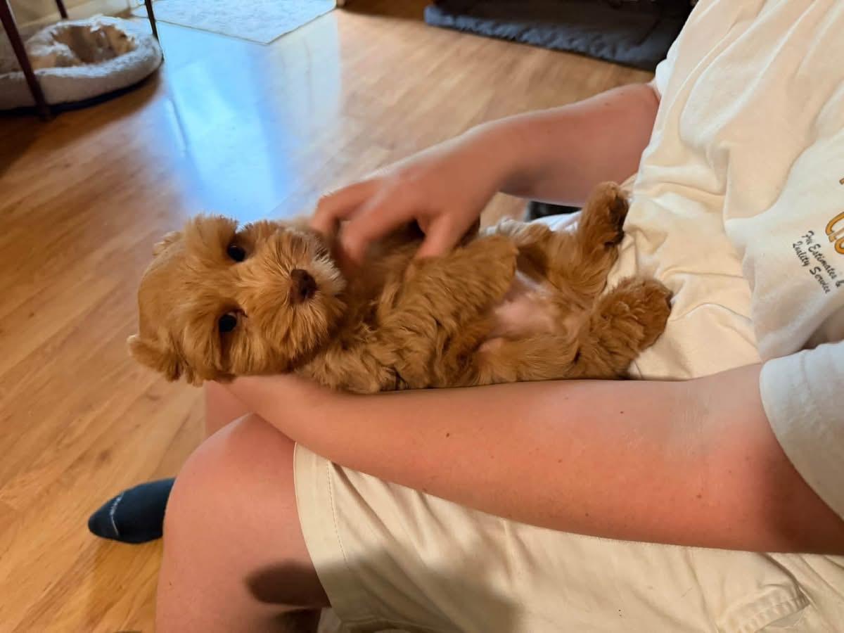Meet Our Handsome Liver Tan Male Miniature Schnauzer Puppy 🐾🤎 - Image 5