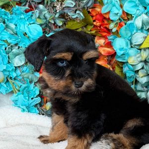 Meet Sawyer – Our Handsome Black and Tan Miniature Schnauzer Puppy 🐾🖤🤎 - Image 5