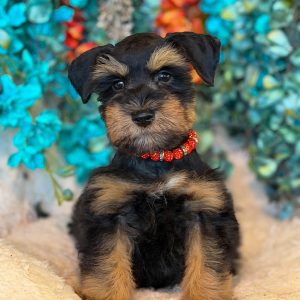 Alternative view of Meet Sawyer – Our Handsome Black and Tan Miniature Schnauzer Puppy 🐾🖤🤎
