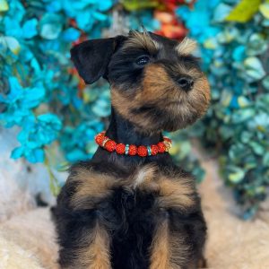 Meet Sawyer – Our Handsome Black and Tan Miniature Schnauzer Puppy 🐾🖤🤎 - Image 3