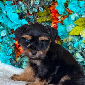 Meet Sawyer – Our Handsome Black and Tan Miniature Schnauzer Puppy 🐾🖤🤎 - Image 4