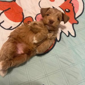 Meet Our Adorable Teacup Liver Miniature Schnauzer Boy 🤎🐾 - Image 3