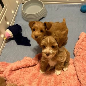 Meet Our Adorable Teacup Liver Miniature Schnauzer Boy 🤎🐾 - Image 5