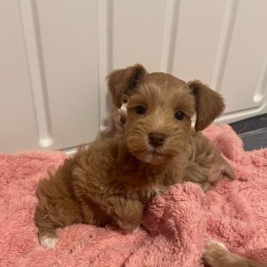 Meet Our Adorable Teacup Liver Miniature Schnauzer Boy 🤎🐾