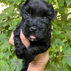 Meet Our Black Teacup Miniature Schnauzer Boy with Blue Eyes 🖤🐾