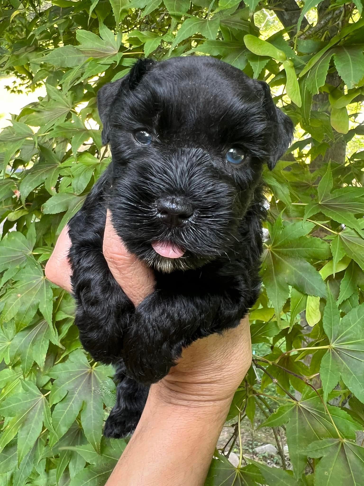 Meet Our Black Teacup Miniature Schnauzer Boy with Blue Eyes 🖤🐾