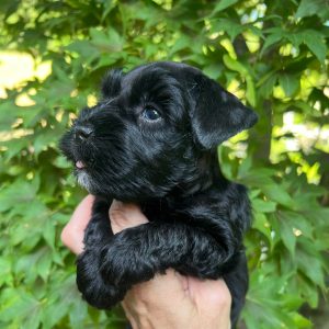 Meet Our Black Teacup Miniature Schnauzer Boy with Blue Eyes 🖤🐾 - Image 3