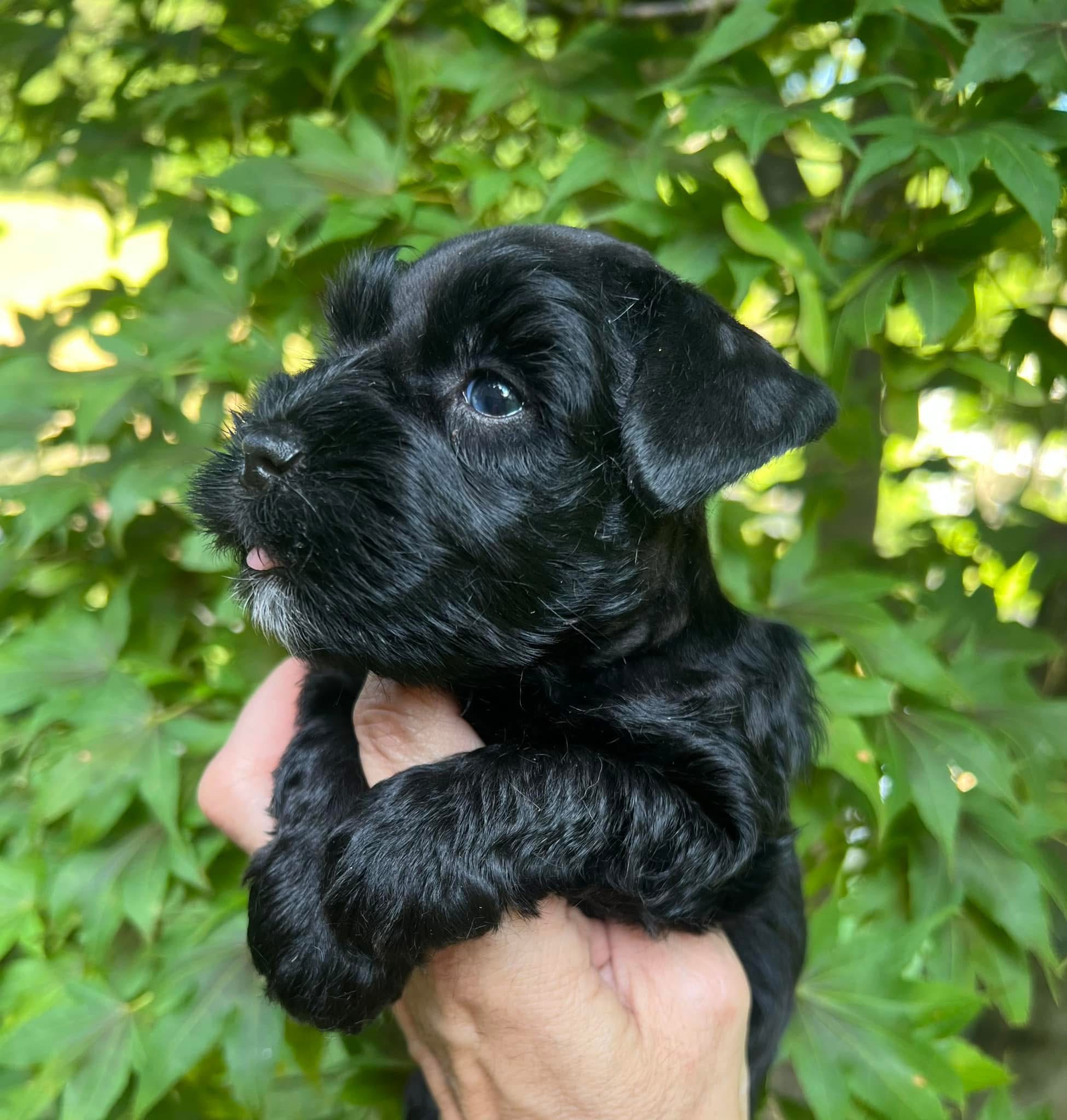 Meet Our Black Teacup Miniature Schnauzer Boy with Blue Eyes 🖤🐾 - Image 3