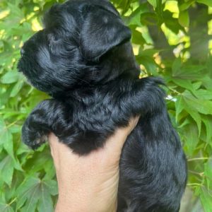 Alternative view of Meet Our Black Teacup Miniature Schnauzer Boy with Blue Eyes 🖤🐾