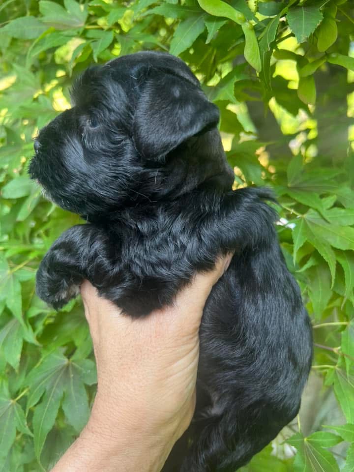 Meet Our Black Teacup Miniature Schnauzer Boy with Blue Eyes 🖤🐾 - Image 2