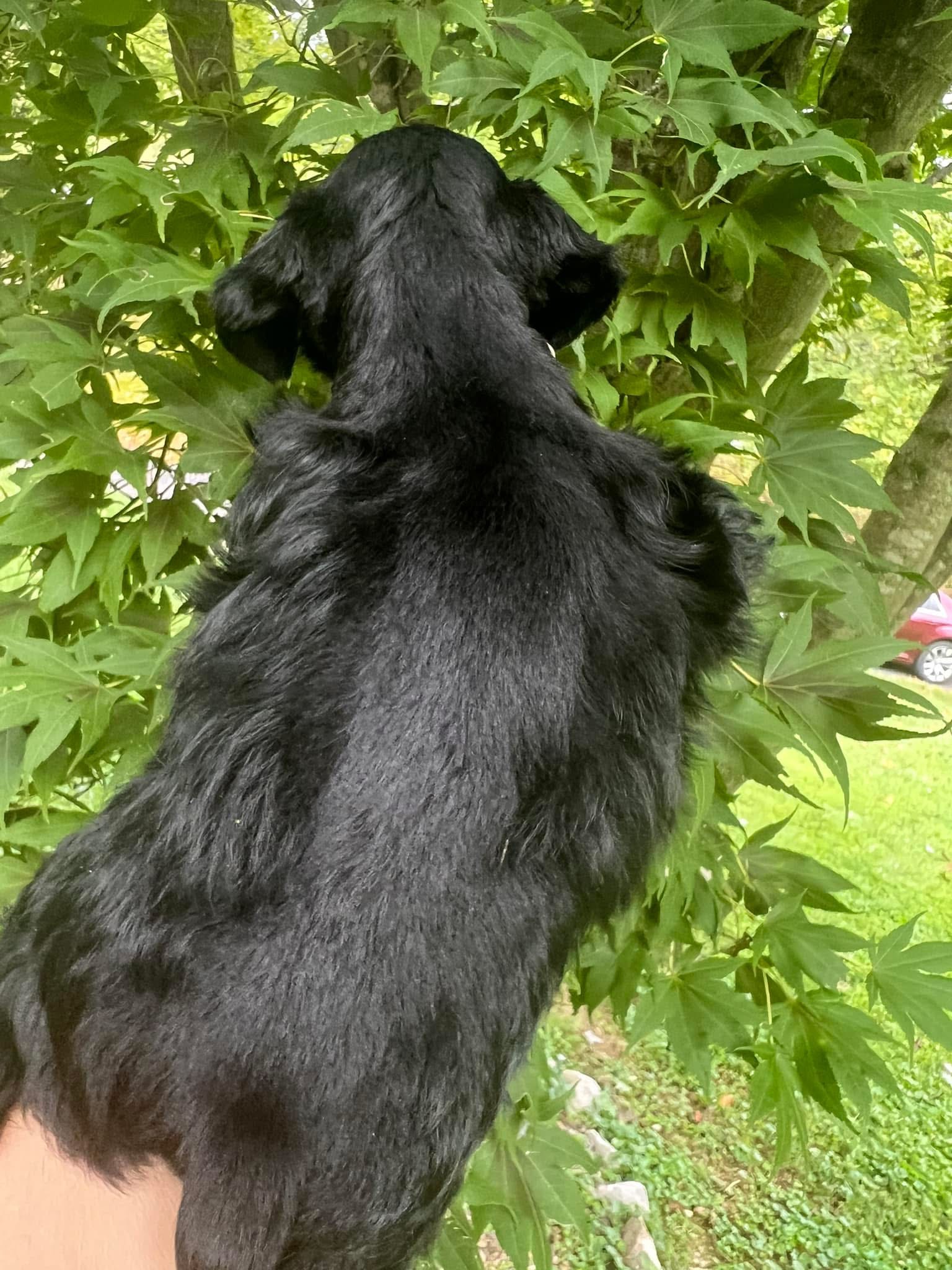 Meet Our Black Teacup Miniature Schnauzer Boy with Blue Eyes 🖤🐾 - Image 6