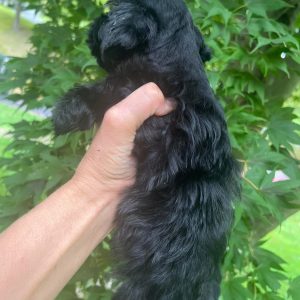 Meet Our Black Teacup Miniature Schnauzer Boy with Blue Eyes 🖤🐾 - Image 4