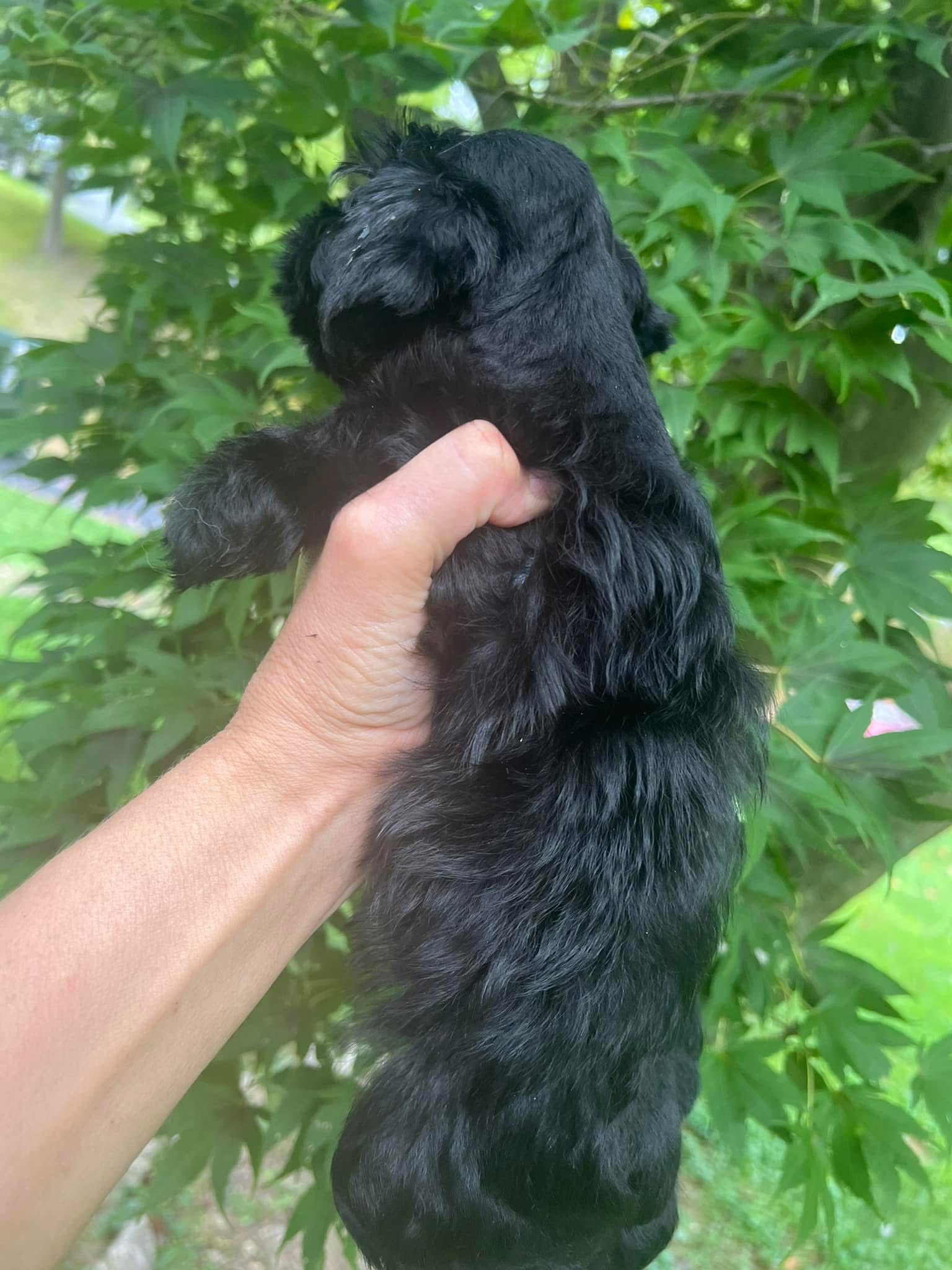Meet Our Black Teacup Miniature Schnauzer Boy with Blue Eyes 🖤🐾 - Image 4