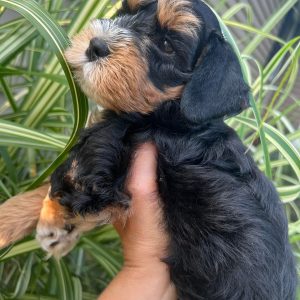 Alternative view of Meet Our Beautiful Black and Tan Miniature Schnauzer Girl with Blue Eyes! 🖤🤎💙