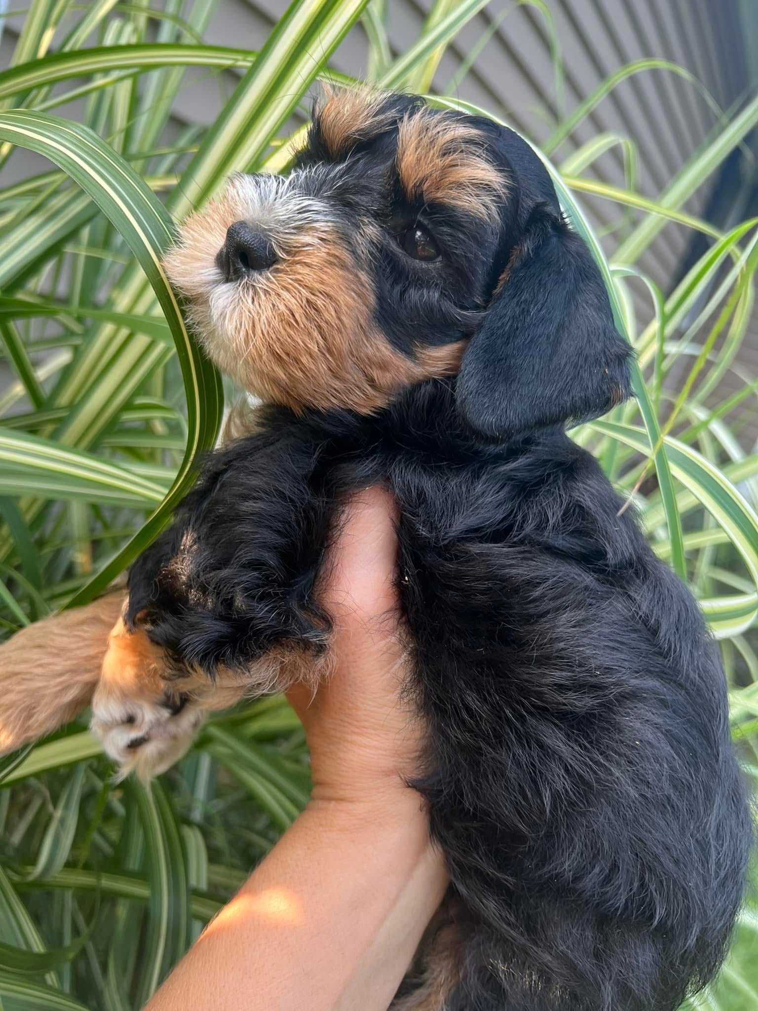 Meet Our Beautiful Black and Tan Miniature Schnauzer Girl with Blue Eyes! 🖤🤎💙 - Image 2