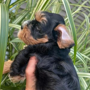 Meet Our Beautiful Black and Tan Miniature Schnauzer Girl with Blue Eyes! 🖤🤎💙 - Image 3