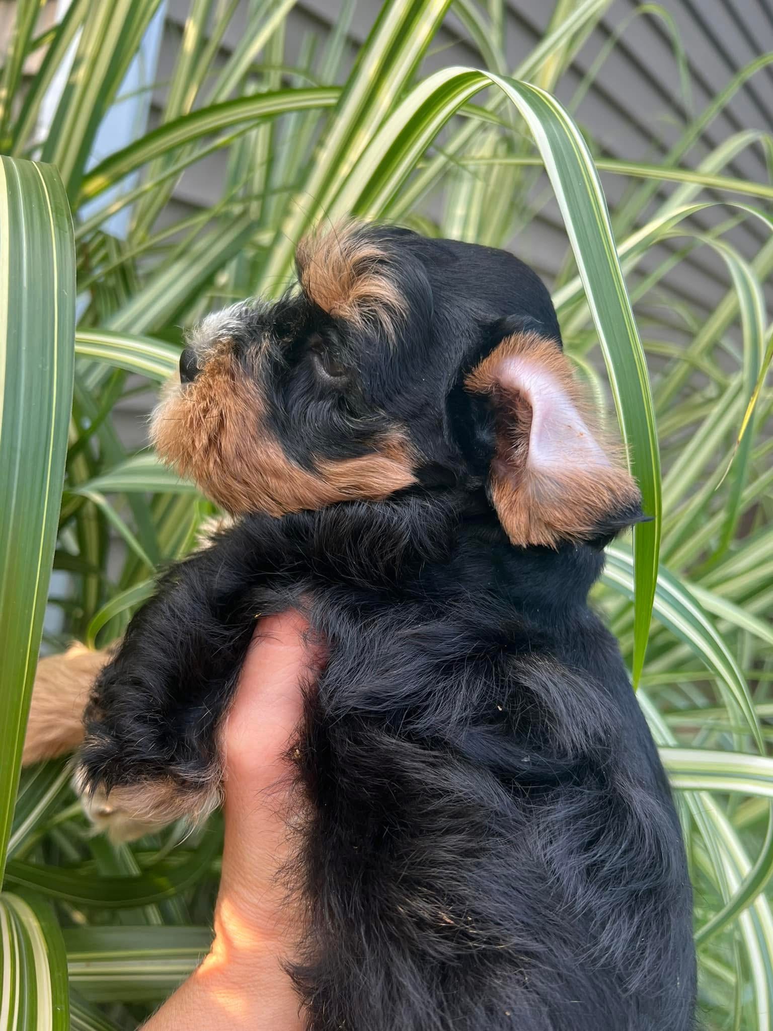 Meet Our Beautiful Black and Tan Miniature Schnauzer Girl with Blue Eyes! 🖤🤎💙 - Image 3
