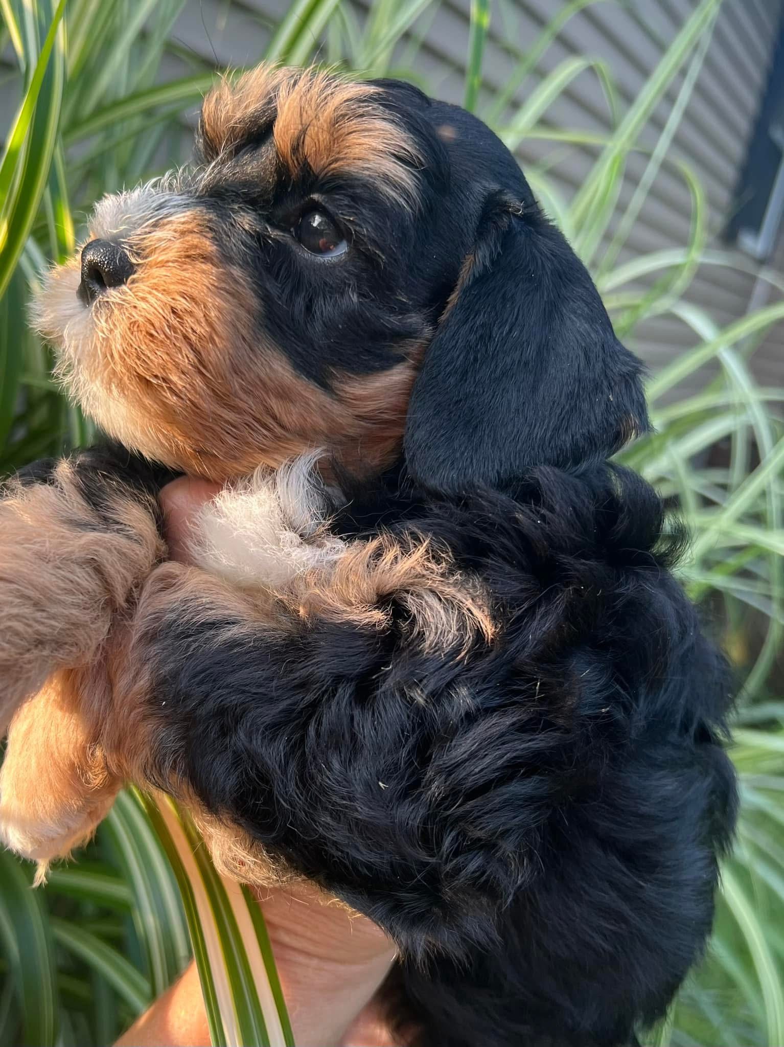 Meet Our Beautiful Black and Tan Miniature Schnauzer Girl with Blue Eyes! 🖤🤎💙 - Image 4