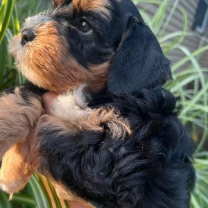 Meet Our Beautiful Black and Tan Miniature Schnauzer Girl with Blue Eyes! 🖤🤎💙