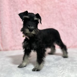 Beautiful Miniature Schnauzer – Drea - Image 3