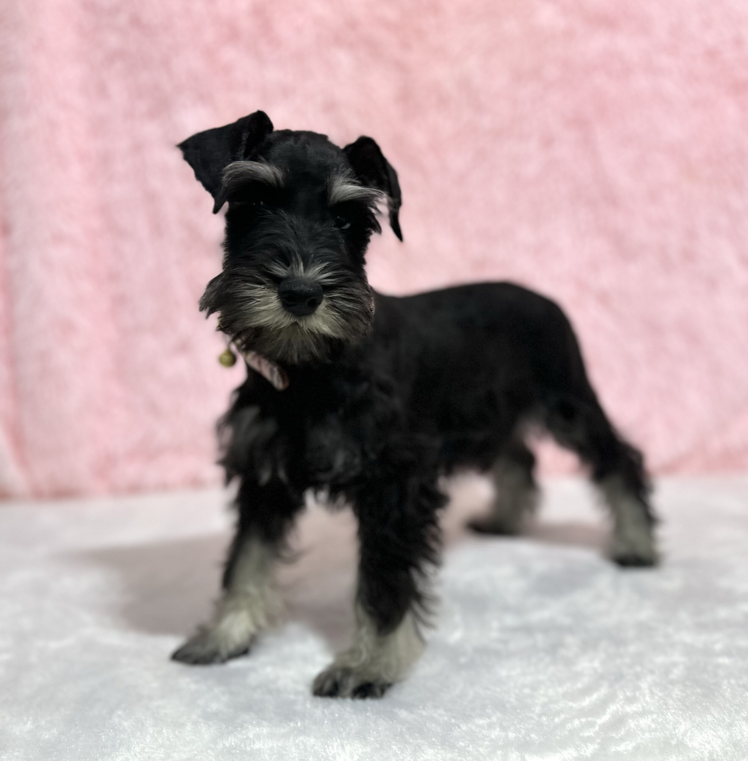 Beautiful Miniature Schnauzer – Drea - Image 3
