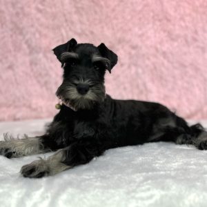 Alternative view of Beautiful Miniature Schnauzer – Drea