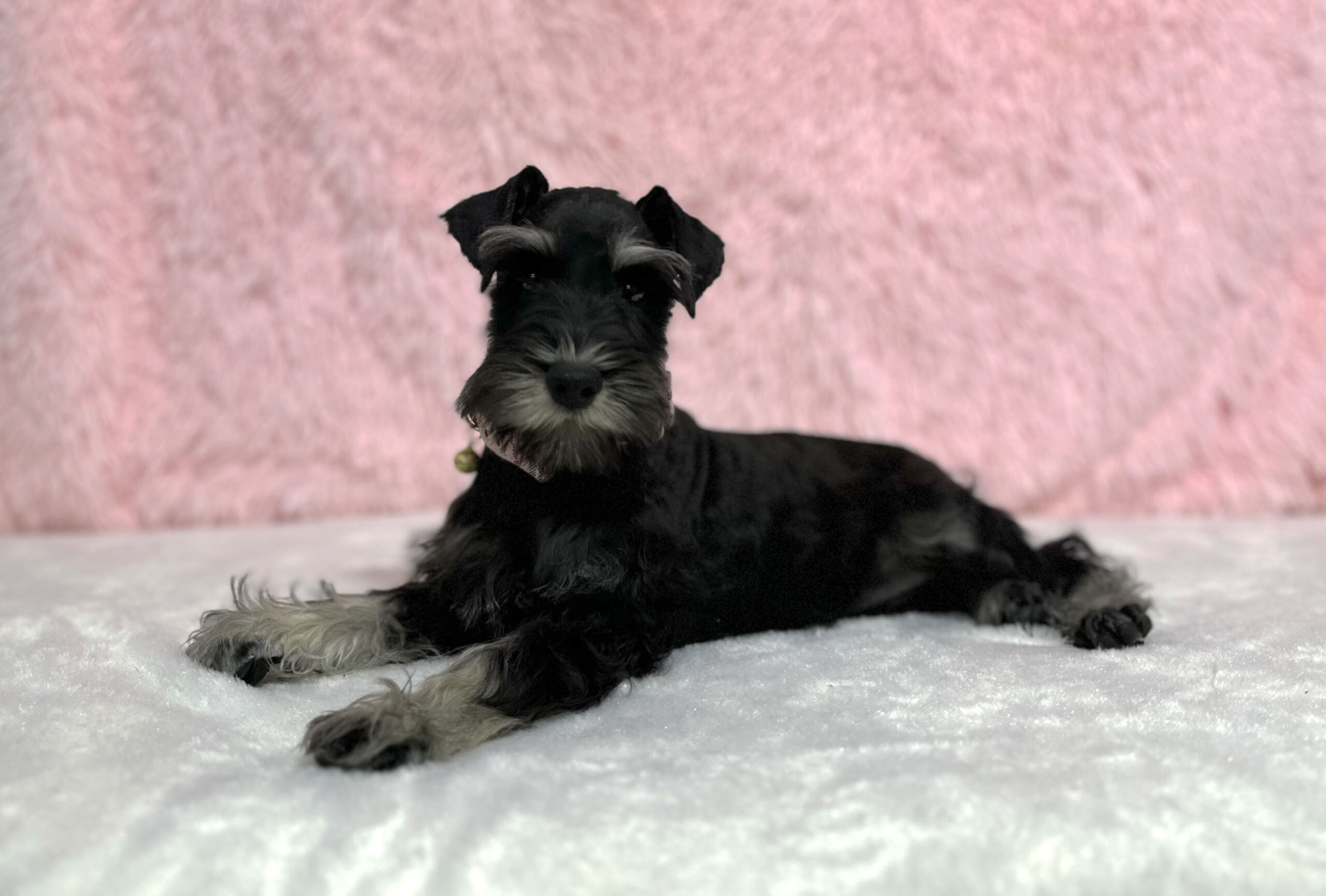 Beautiful Miniature Schnauzer – Drea - Image 2
