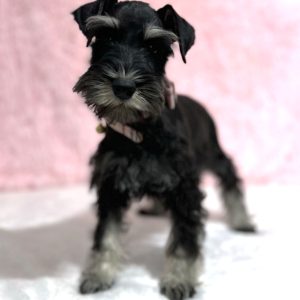 Beautiful Miniature Schnauzer – Drea