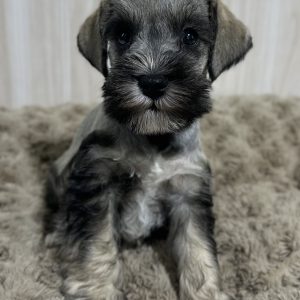 Adorable Miniature Schnauzer – MacGyver - Image 10